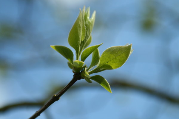 buds