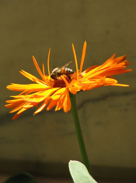 Marigold