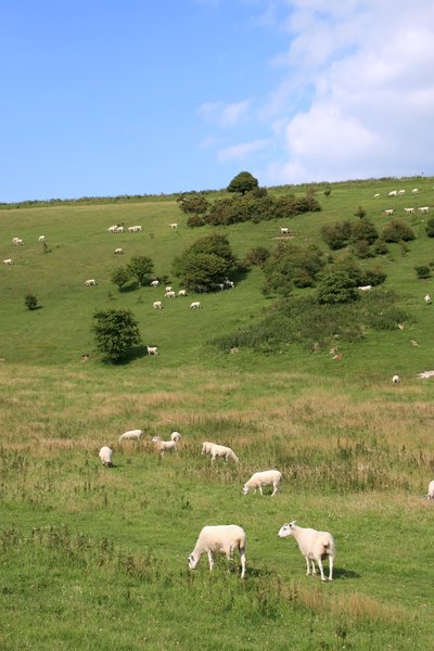 Sheep meadow
