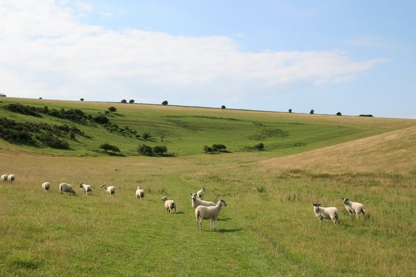 Sheep Meadow 2