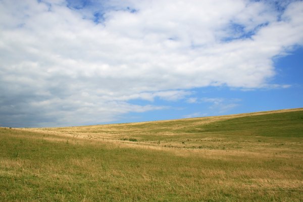 Grass and sky: Meadows on the South Downs, West Sussex, England.