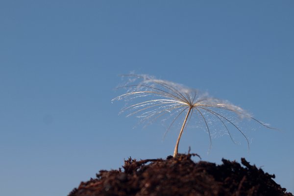 Dandelion in soil with blue sk