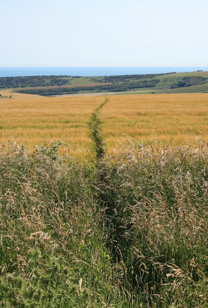 Track through barley