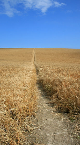 Walking through barley