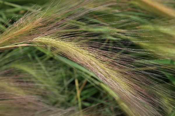 Silky grass