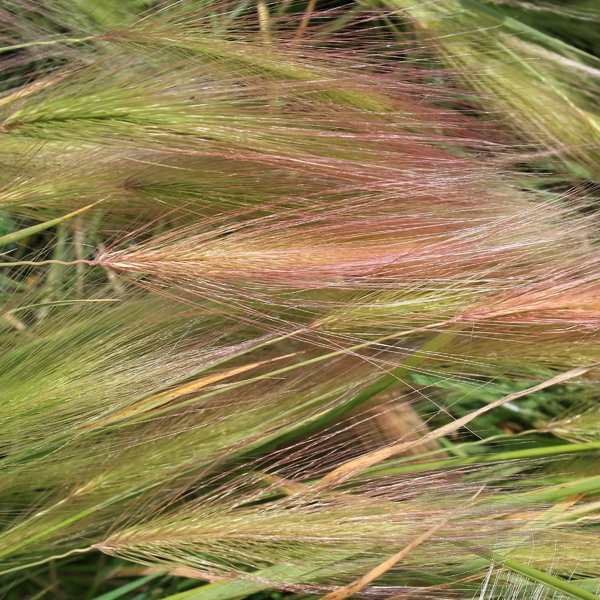 Silky grass texture