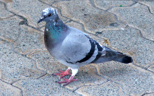 pigeon pie potential1: pigeon on the lookout for food scraps
