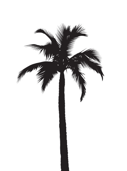 Silhouette Palmtree: a black on white tropical silhouette