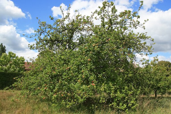 English apple tree