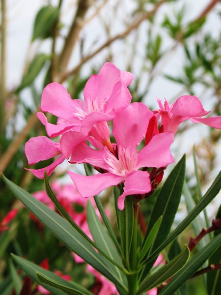 pink oleander