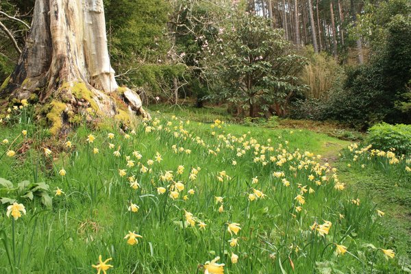 Daffodil wood: A wood in springtime, with daffodils