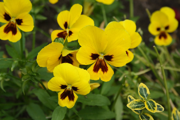Yellow pansies: Some pansies in the garden