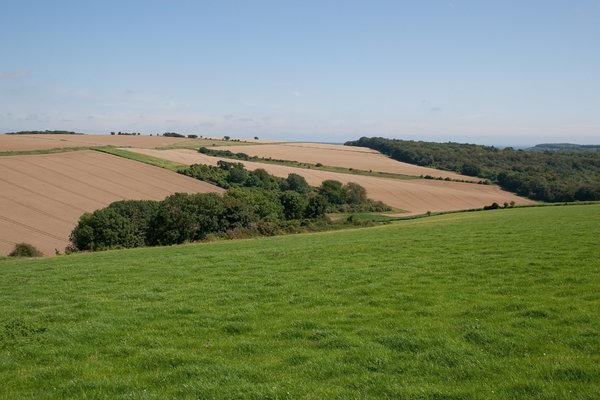Hilly fields: Crop fields on the South Downs, West Sussex, England in summer.