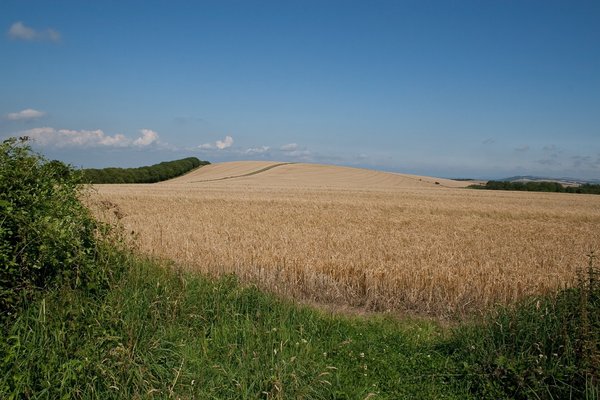 Summer fields