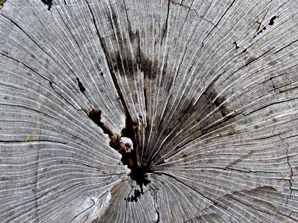 tree stump textures