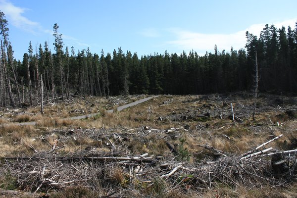 Forest clearing: Views of a felled area of woodland