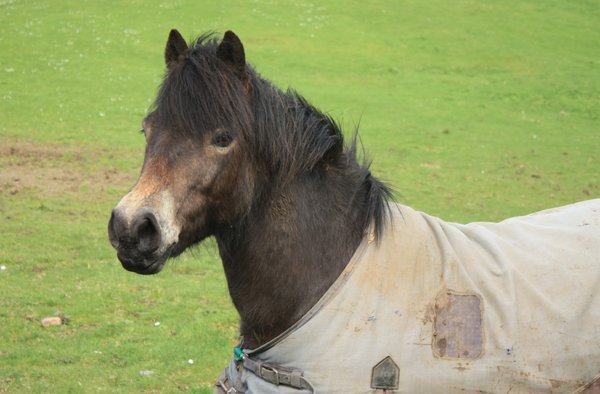 Horse with blanket