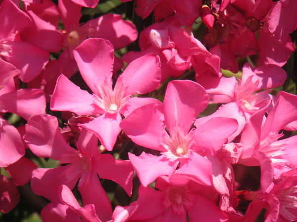 Pink oleander 2