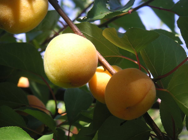 Apricot tree 3