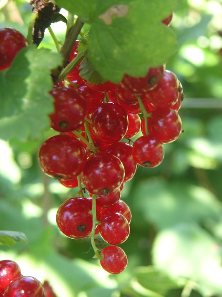 Red currant 3