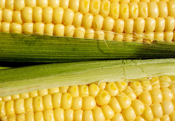 Corn 4: 