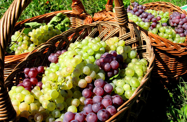 Basket of grapes 1