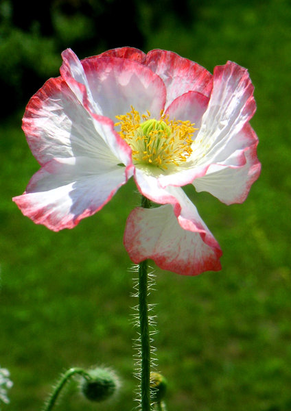 Poppy collection 4