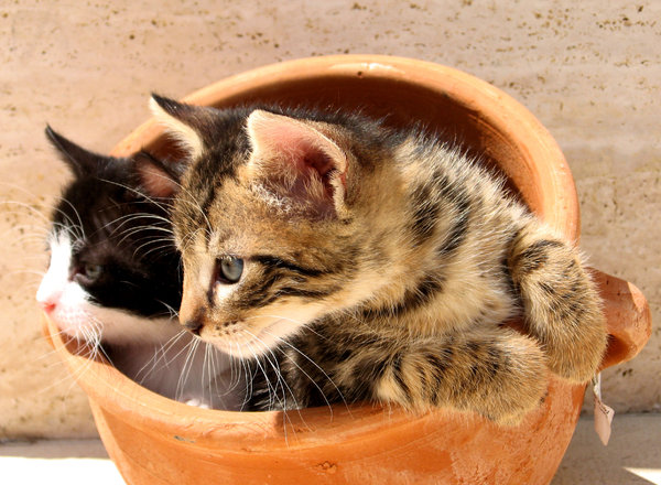 Kittens in a pot 2