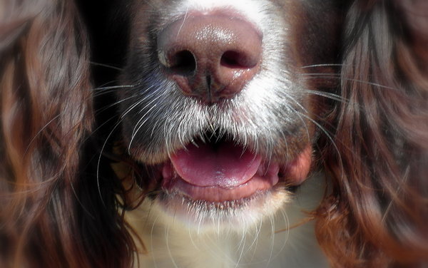 healthy happy dog nose