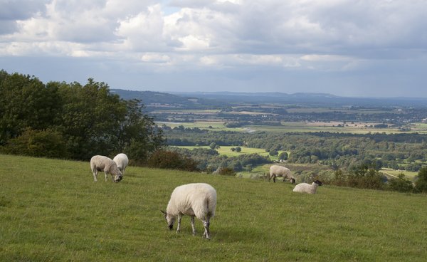Downland sheep