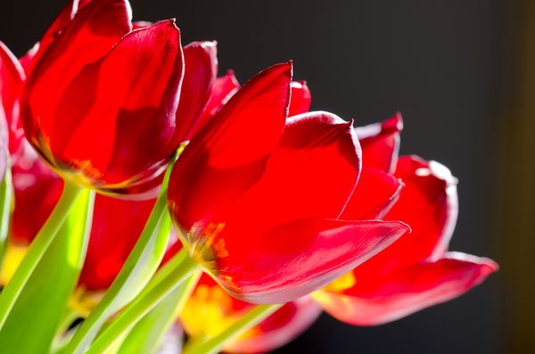 Tulips backlight
