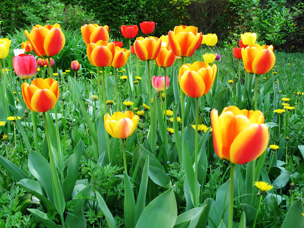 tulips field: 