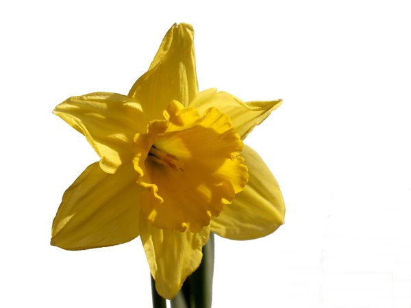 Daffodil isolated: Daffodil isolated on white background