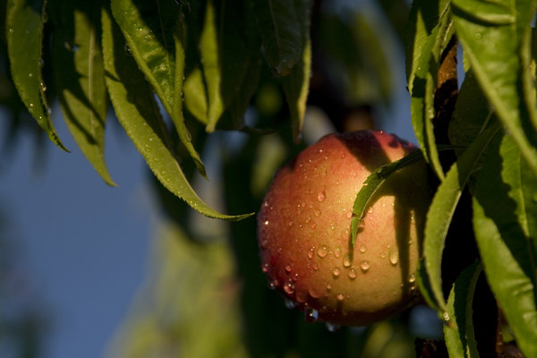 Peaches (France)