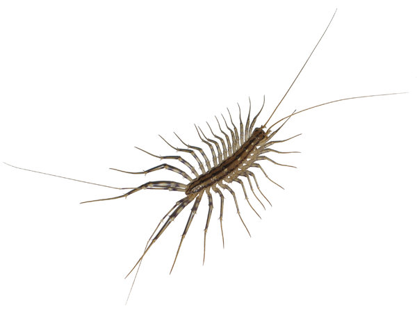 house centipede: a common house centipede, scutigera coleoptrata. this one is named aragorn.