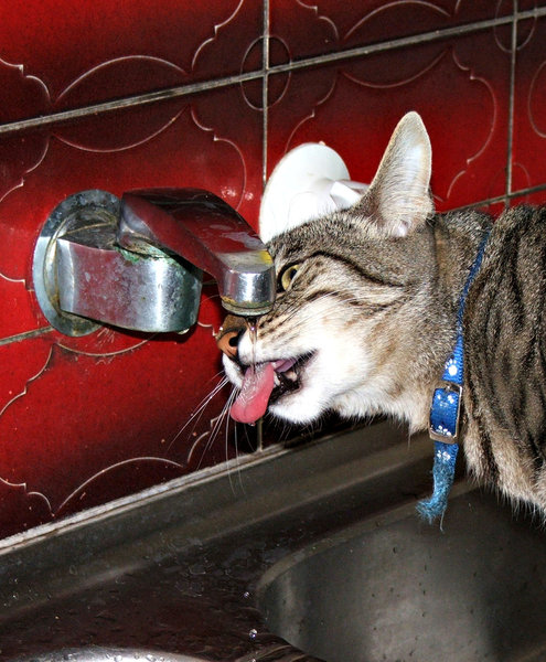 thirsty cat