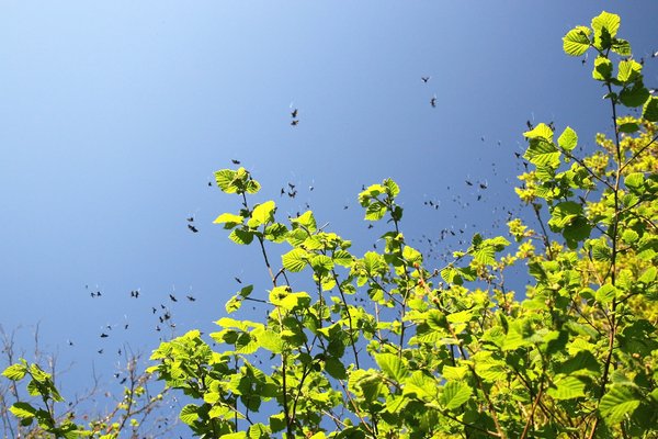 Swarming fairy moths