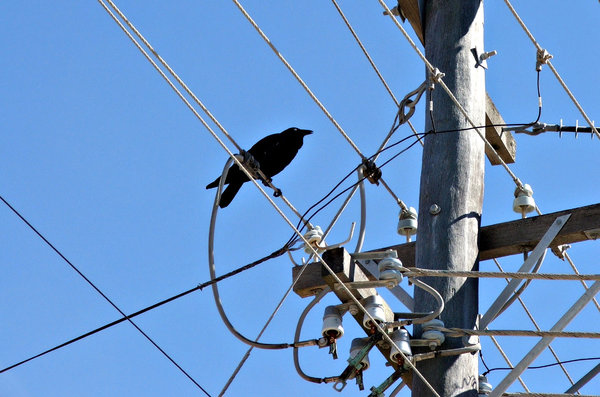 livewire crow