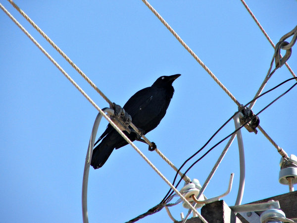livewire crow