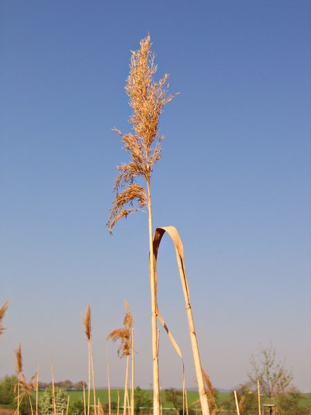 tall reed grass plant 2