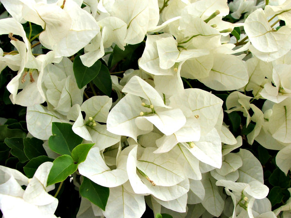 white bougainvillea