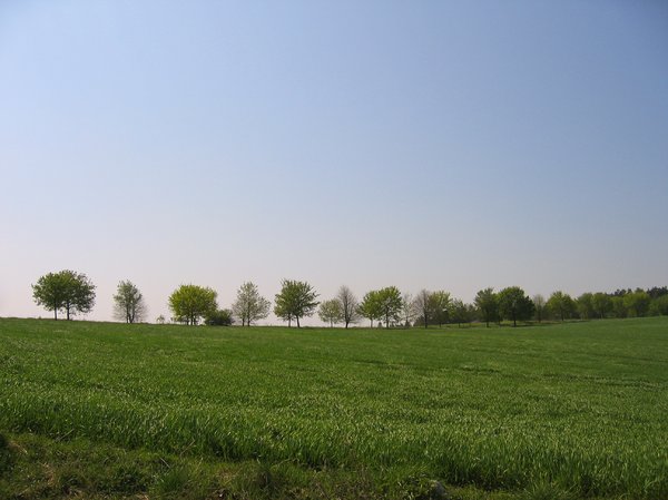 fila de árboles en un prado de primavera: 