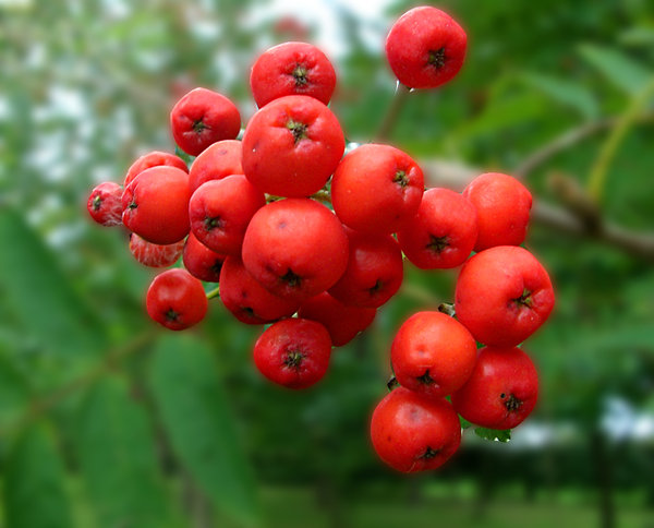bright red berries