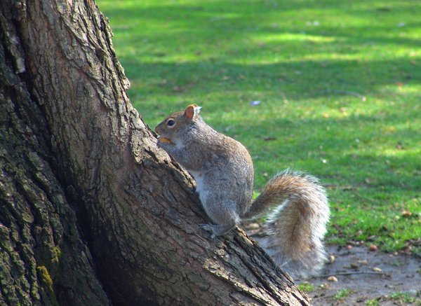 American Gray Squirrel
