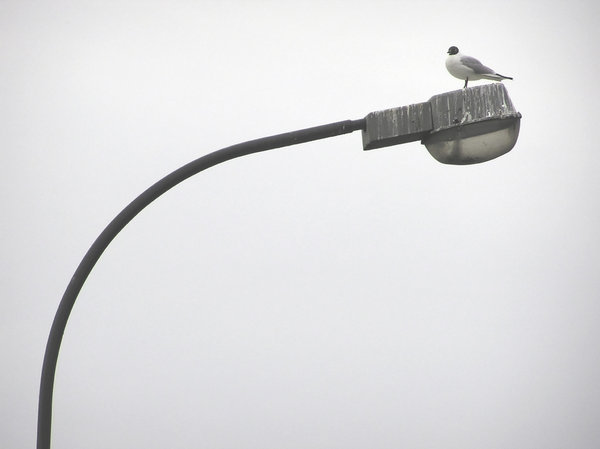 Little Gull on a lamp