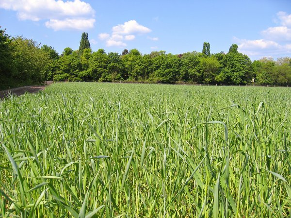 organic wheat field