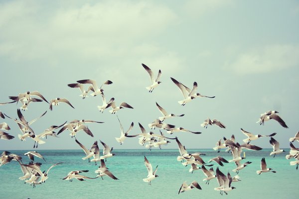 Seagulls: Seagulls in flight, summer on Aruba