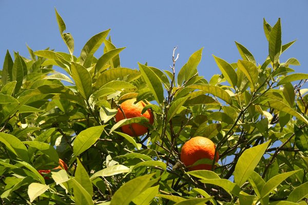 Seville oranges