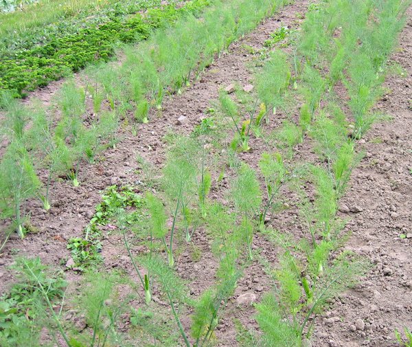 organic fennel field 2