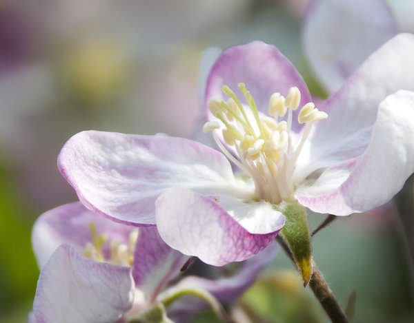 Spring Blosom: Close up photo of apple tree blossom
